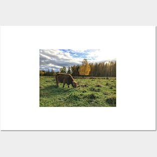 Scottish Highland Cattle Cow 1559 Posters and Art